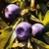 Myrtille16