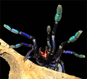 Lampropelma