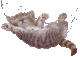 Zébulion