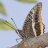 Papillon13
