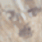 MageLi