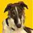 BARZOI