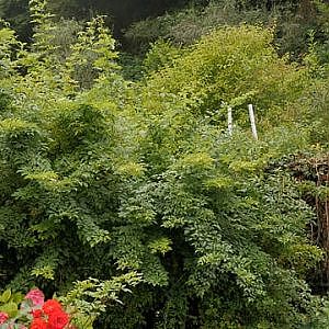 Un jardin sauvage 2024 Sélection officielle Festival de l'Oiseau et de la nature d'Abbeville 2025