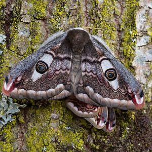 Metamorphosis Papilionum - Version française - 5' 30"