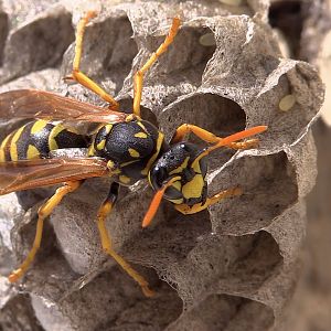 Les polistes