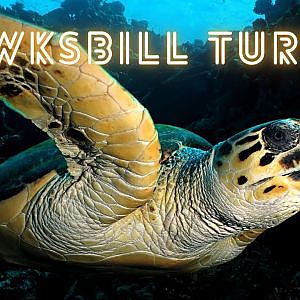 Les Tortues imbriquées de Polynésie