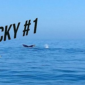 QUICKY #1 : Au plus près des baleines - YouTube
