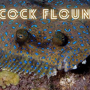 Le Turbot Tropical