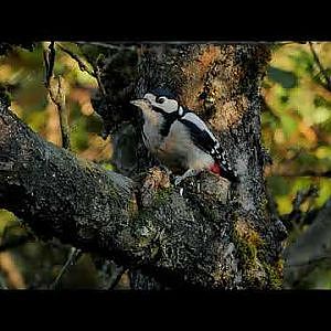Extraits "Les pics, une famille originale"