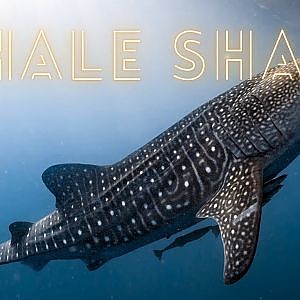 Les Requins Baleines de Thaïlande