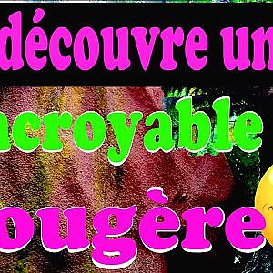 Vous pensez connaître la taille d'une fougère ? Bienvenus à Jurassic Park !