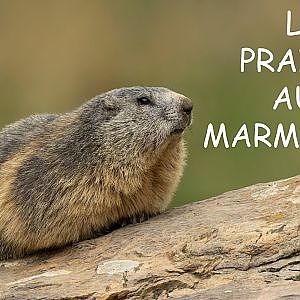 La Prairie aux Marmottes