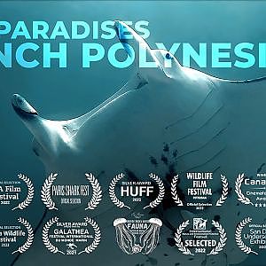 Au pays des Requins Rois 4K